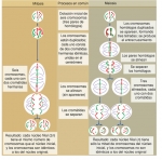 Comparación de la mitosis y la meiosis en una célula con seis cromosomas Comparación de la mitosis y la meiosis en una célula con seis cromosomas