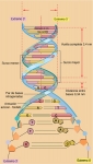 La doble hélice del DNA La doble hélice del DNA
