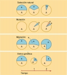 Procesos que explican la dinámica del cambio evolutivo Procesos que explican la dinámica del cambio evolutivo