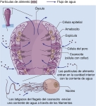 Una esponja simple contiene poros diminutos Una esponja simple contiene poros diminutos