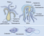 Plan básico del cuerpo de los cnidarios Plan básico del cuerpo de los cnidarios