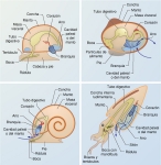Plan corporal de los moluscos Plan corporal de los moluscos