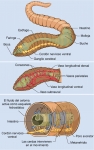 Organización interna de una lombriz de tierra Organización interna de una lombriz de tierra