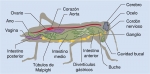 Anatomía interna de un insecto, el saltamontes Anatomía interna de un insecto, el saltamontes